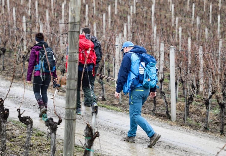 Koracima kroz vinograde i povijest Požeške gore: Zimski vincelovski pohod u Pleternici