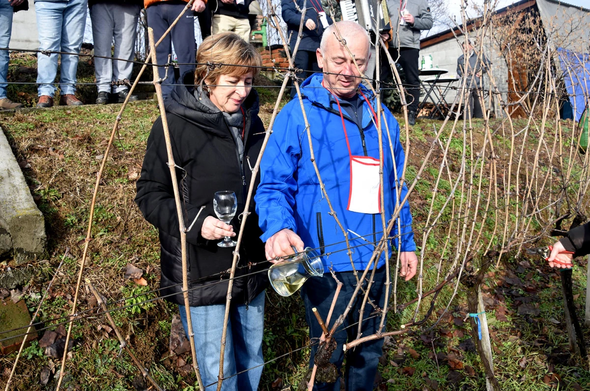 Vincelovo kod Ivanovića na Sokolovcu: DJ Pavka rezao lozu, a harmonikaš Dražen grijao atmosferu