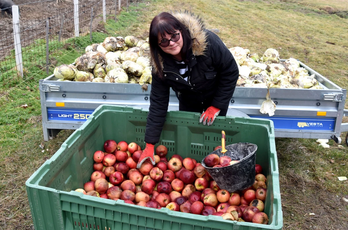 Spoj kista, volana i farme: Obitelj Bošnjak u Lukaču uz osnovne poslove stvorila raj za mangulice