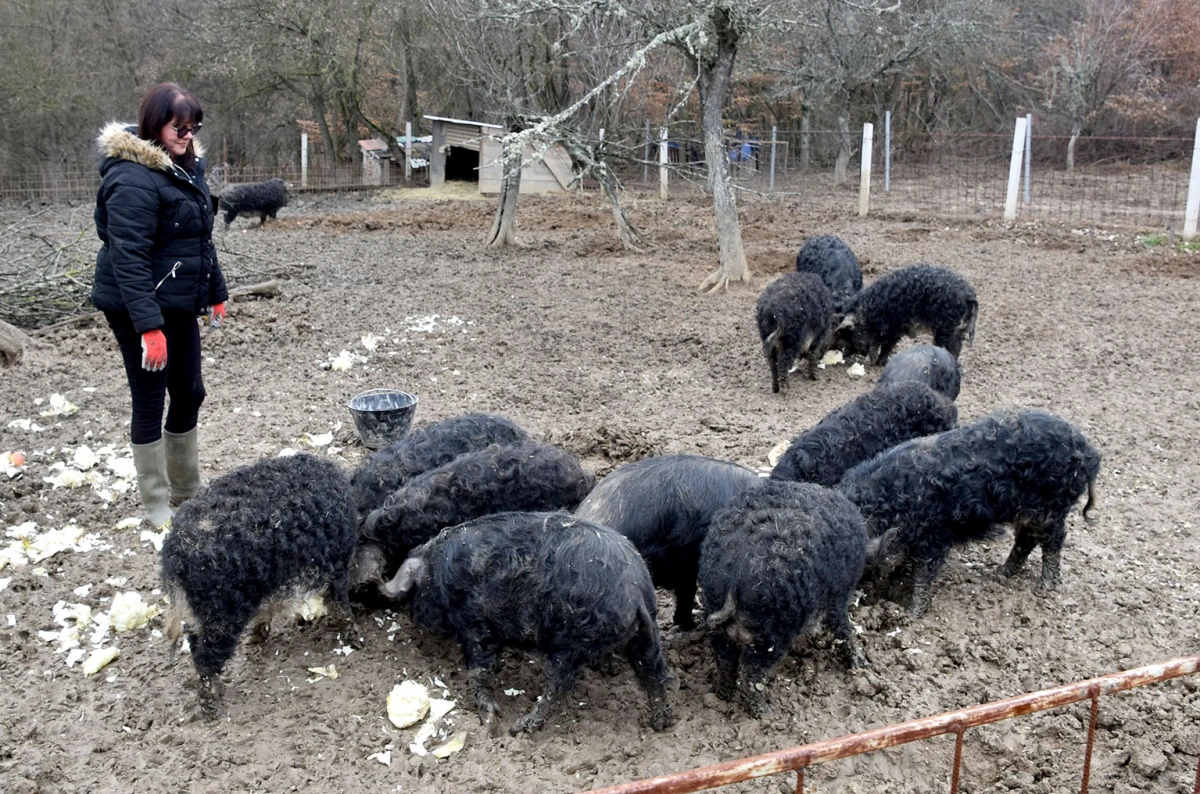 Spoj kista, volana i farme: Obitelj Bošnjak u Lukaču uz osnovne poslove stvorila raj za mangulice