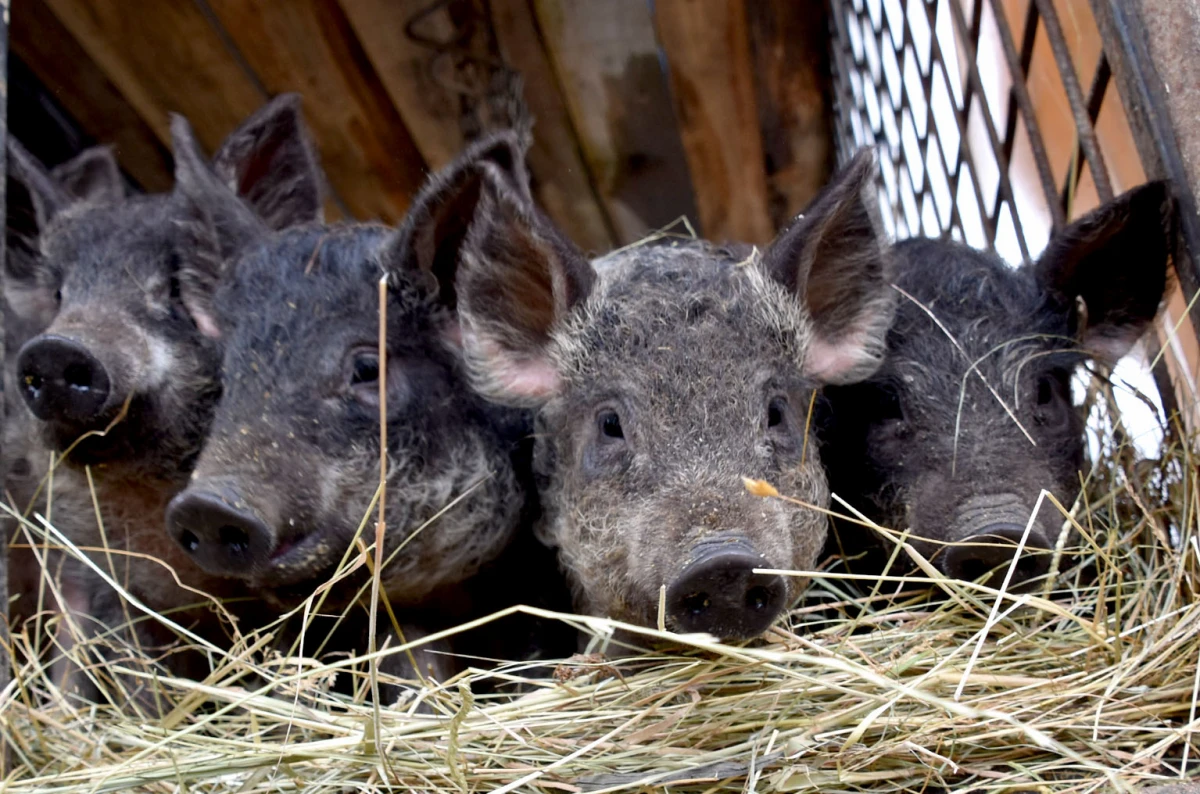 Spoj kista, volana i farme: Obitelj Bošnjak u Lukaču uz osnovne poslove stvorila raj za mangulice
