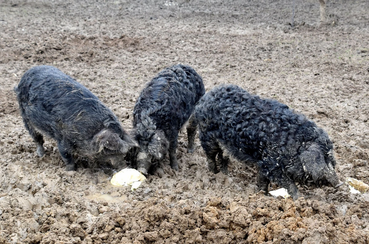 Spoj kista, volana i farme: Obitelj Bošnjak u Lukaču uz osnovne poslove stvorila raj za mangulice