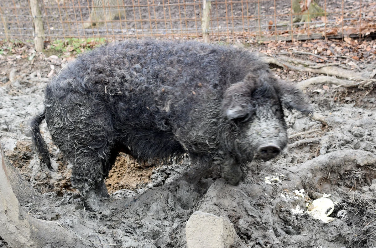 Spoj kista, volana i farme: Obitelj Bošnjak u Lukaču uz osnovne poslove stvorila raj za mangulice