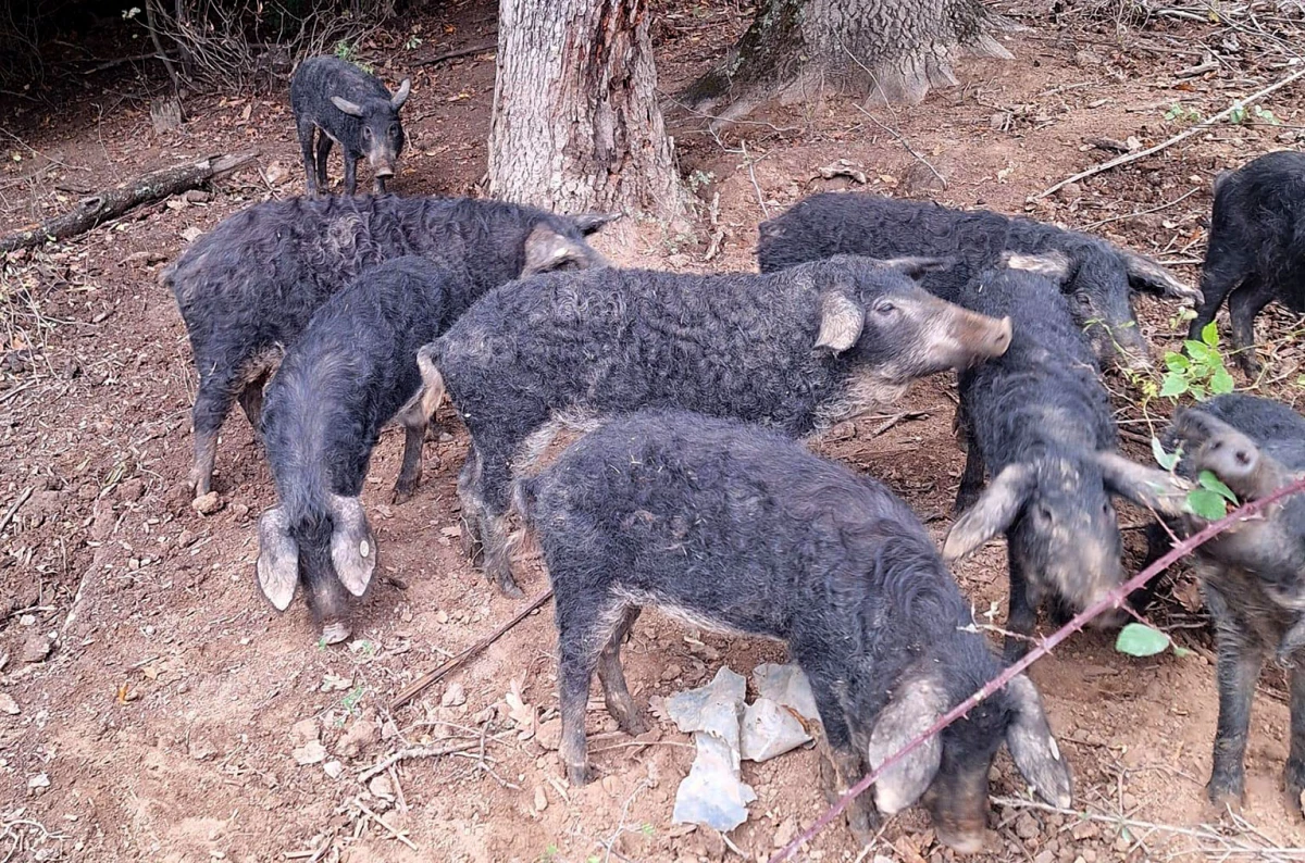 Spoj kista, volana i farme: Obitelj Bošnjak u Lukaču uz osnovne poslove stvorila raj za mangulice