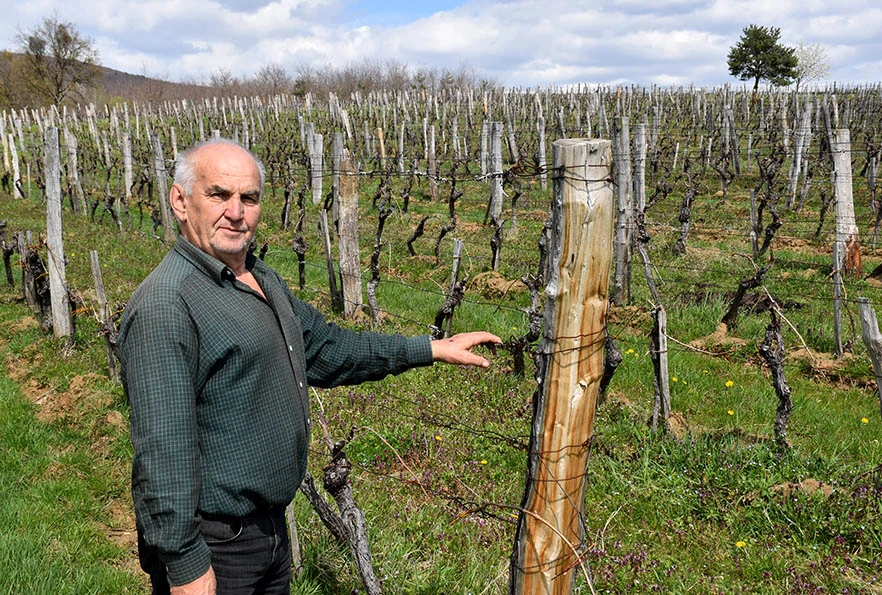 Šumarska duša u kutjevačkom trsu: Ante Miličević stvara vina u dosluhu s prirodom