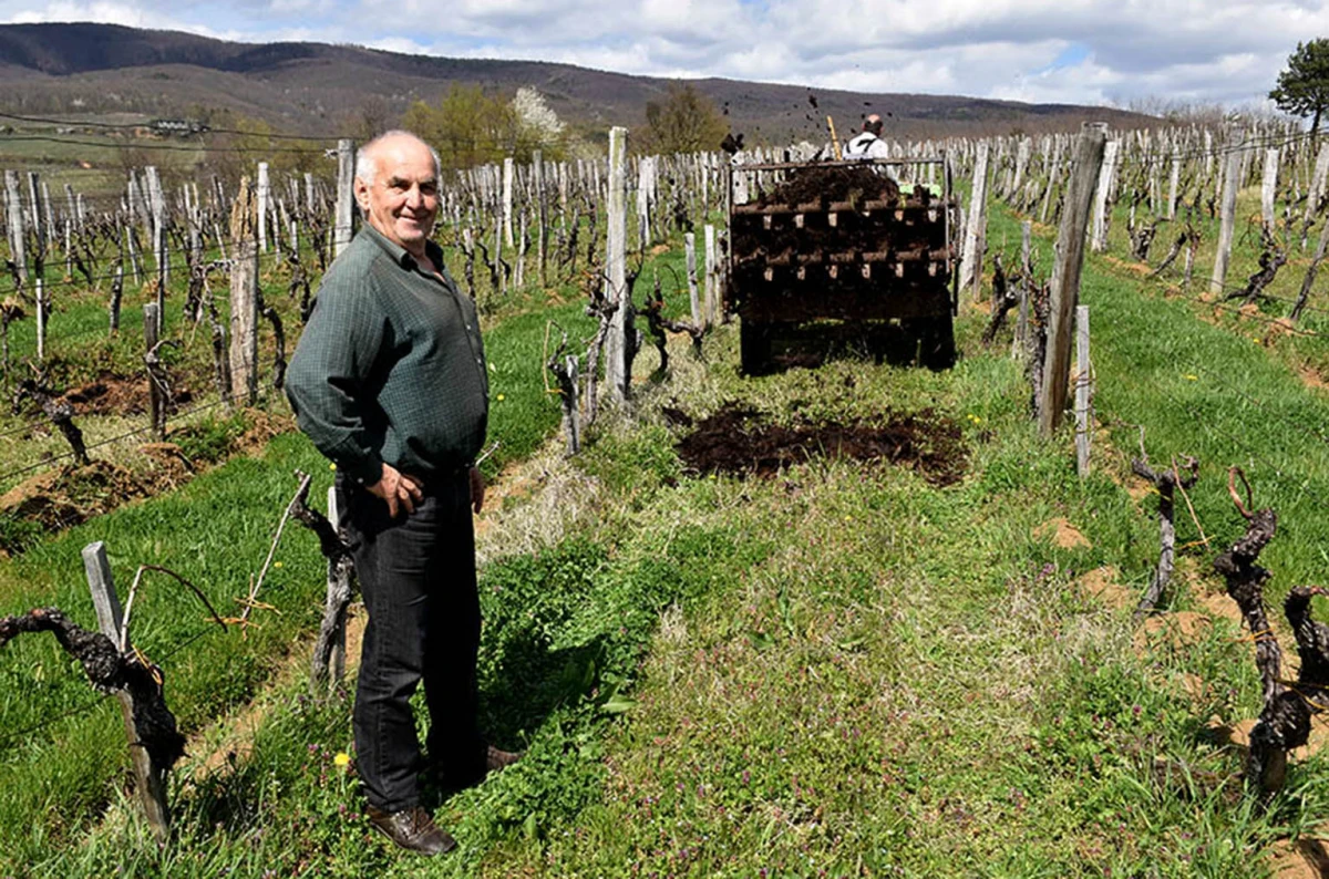 Šumarska duša u kutjevačkom trsu: Ante Miličević stvara vina u dosluhu s prirodom