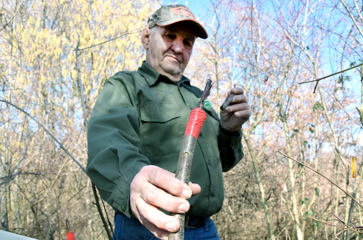 Šumarska duša u kutjevačkom trsu: Ante Miličević stvara vina u dosluhu s prirodom