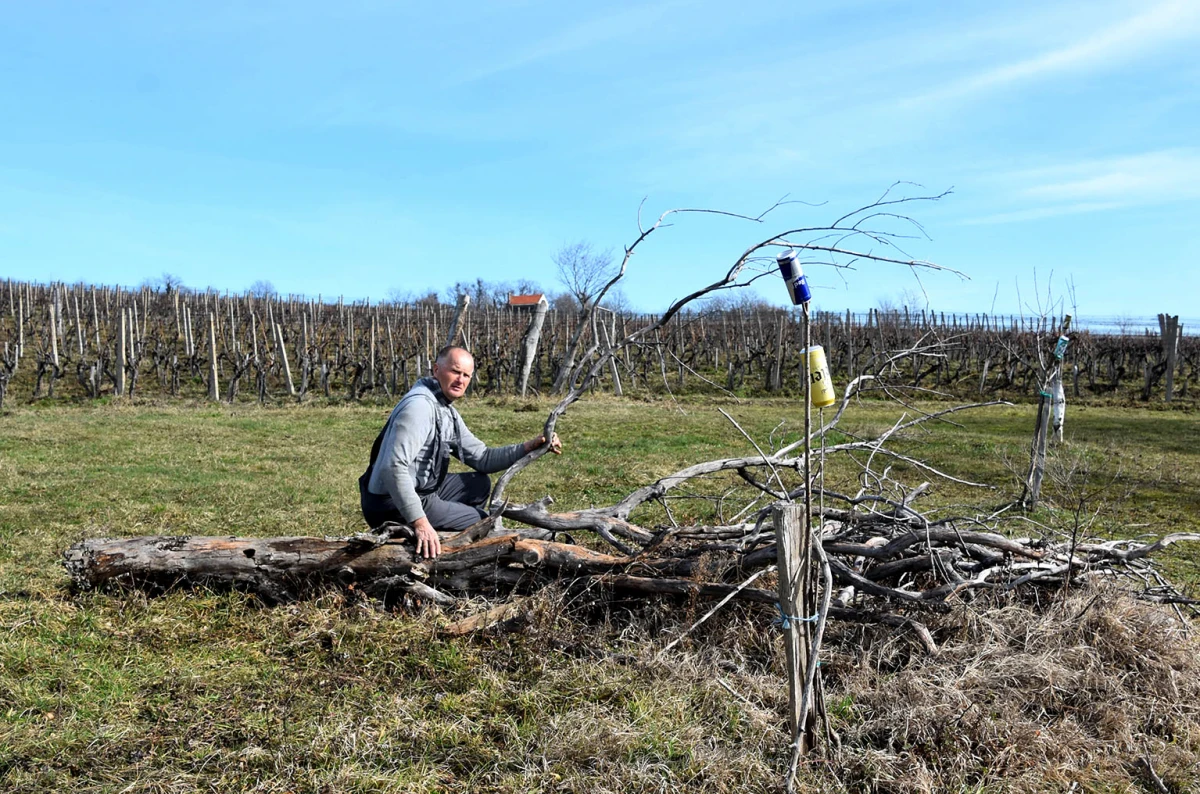 Šumarska duša u kutjevačkom trsu: Ante Miličević stvara vina u dosluhu s prirodom