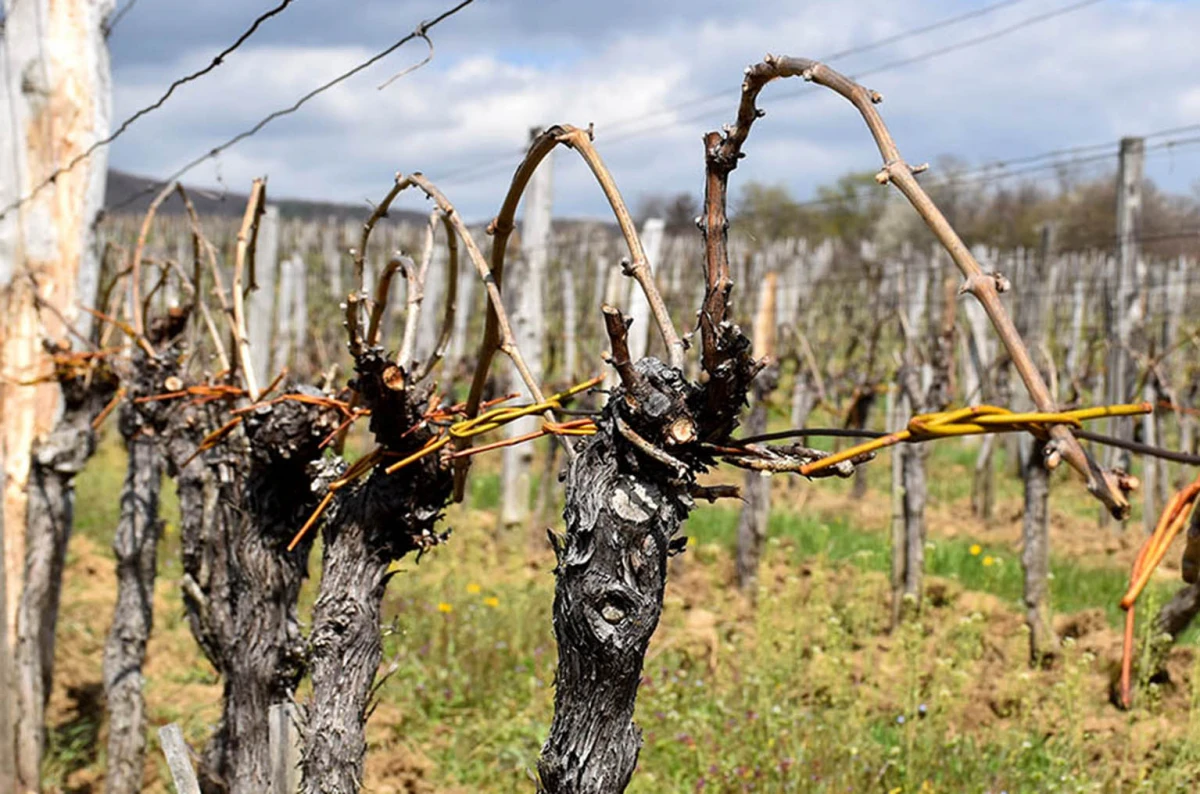 Šumarska duša u kutjevačkom trsu: Ante Miličević stvara vina u dosluhu s prirodom