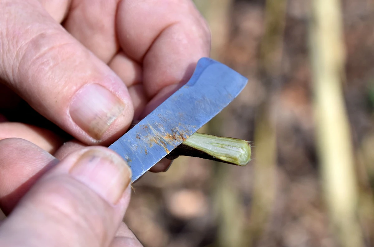 Šumarska duša u kutjevačkom trsu: Ante Miličević stvara vina u dosluhu s prirodom