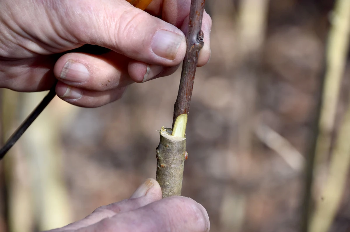 Šumarska duša u kutjevačkom trsu: Ante Miličević stvara vina u dosluhu s prirodom