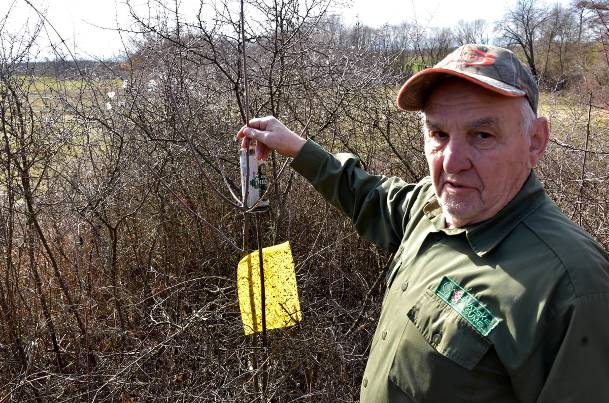 Šumarska duša u kutjevačkom trsu: Ante Miličević stvara vina u dosluhu s prirodom