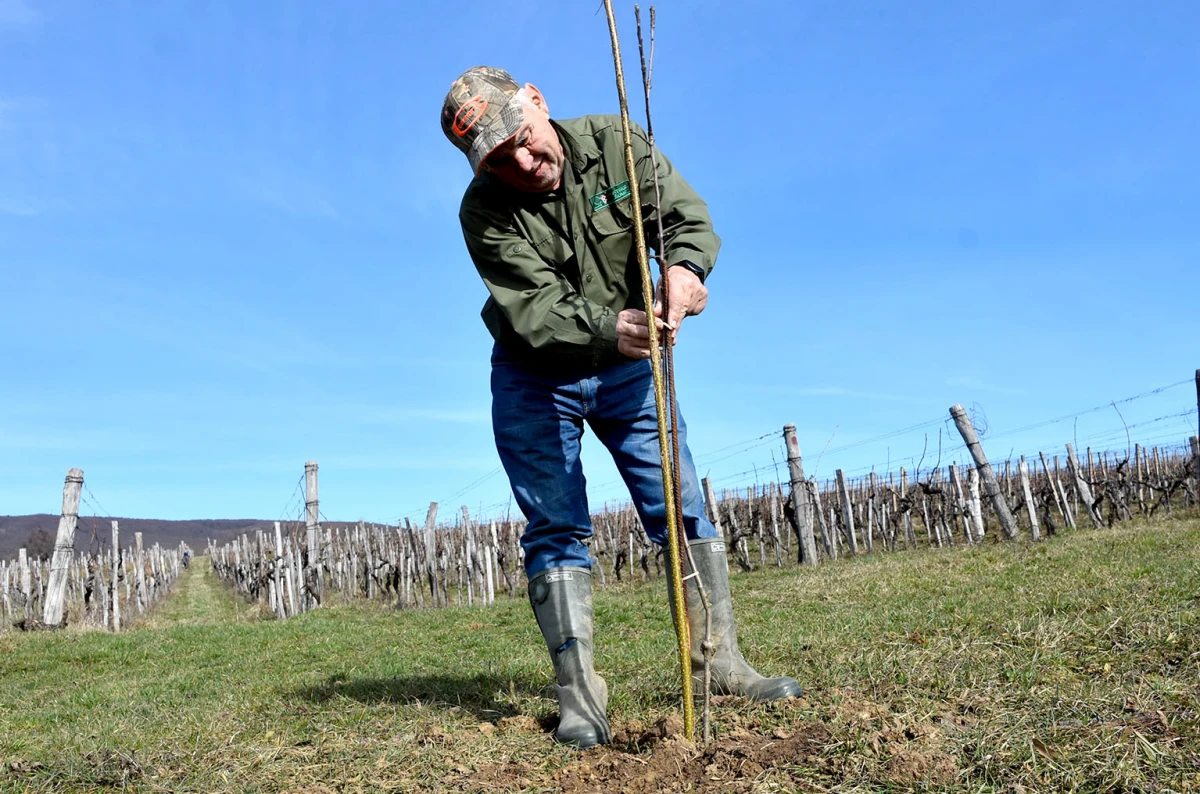 Šumarska duša u kutjevačkom trsu: Ante Miličević stvara vina u dosluhu s prirodom