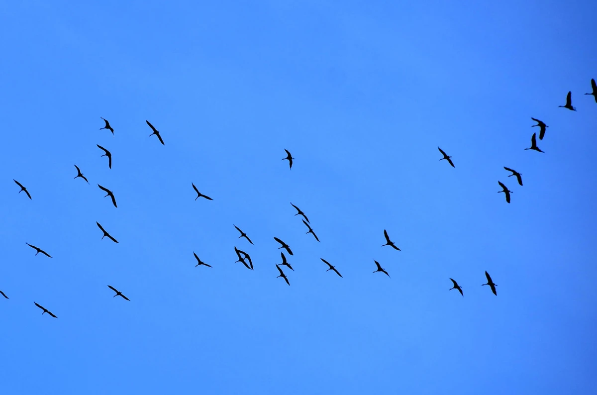 Proljeće na krilima: Iznad Požege preletjelo jato ždralova