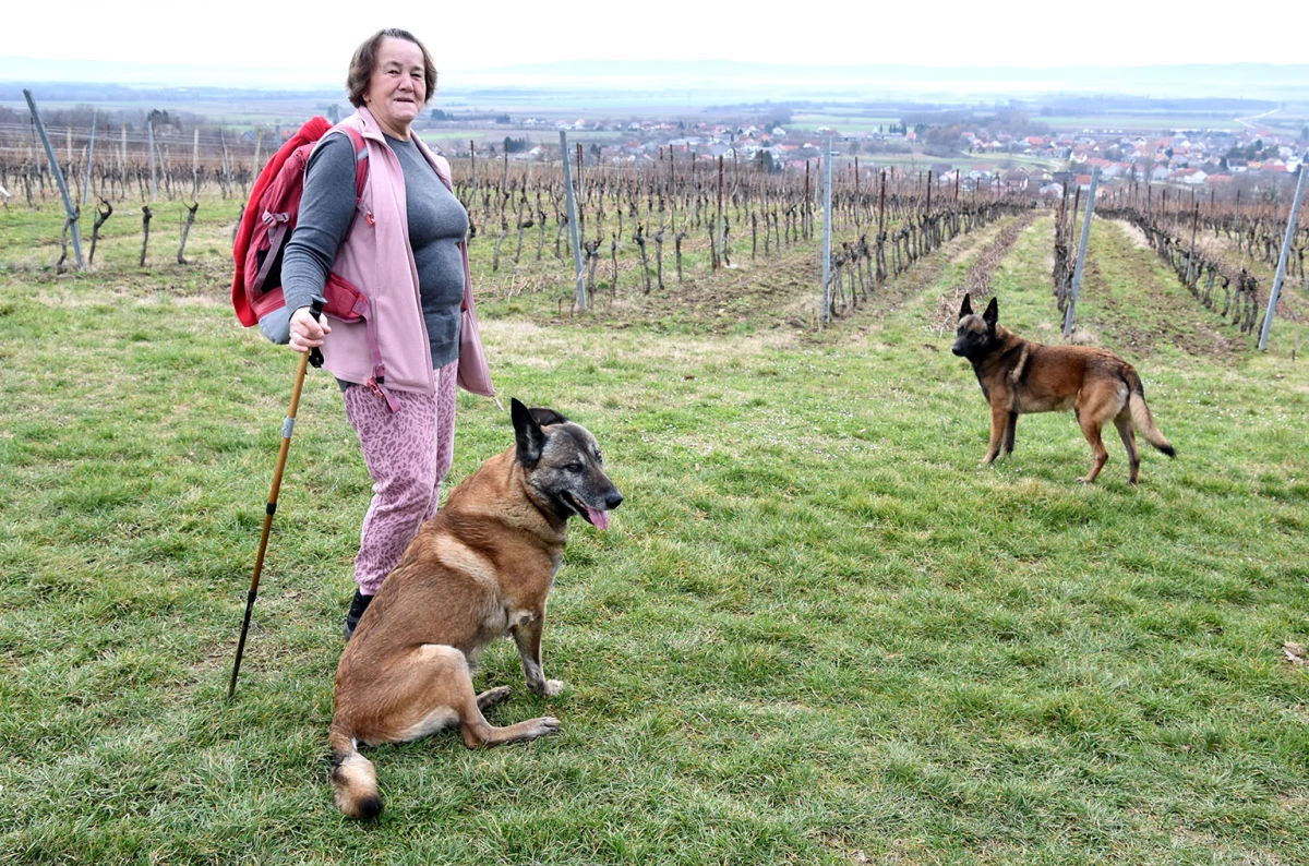 Velički jutarnji ritual: Svaki dan na stazi s Jelom Domić i njezinim belgijskim ovčarima