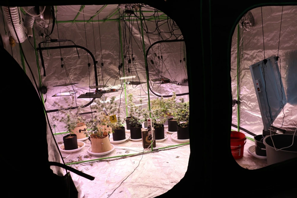 Policija otkrila laboratorij za uzgoj marihuane u Velikoj, pronađene biljke i droga