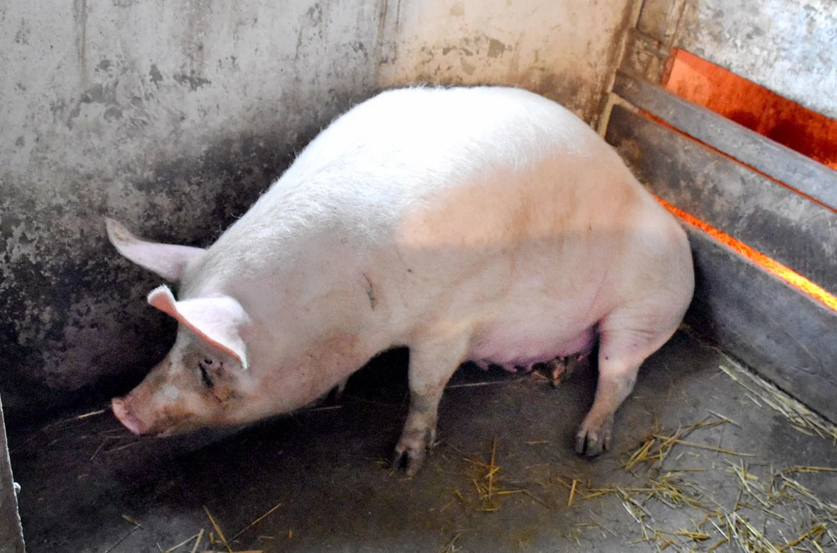 Čuvar tradicije svinojogojstva na Požeškoj gori: Ivan Franekić nastavlja običaj dug tri stoljeća