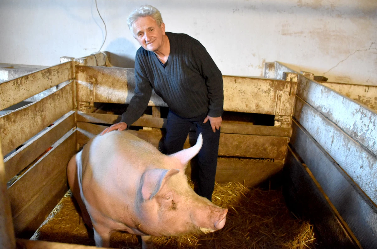 Čuvar tradicije svinojogojstva na Požeškoj gori: Ivan Franekić nastavlja običaj dug tri stoljeća