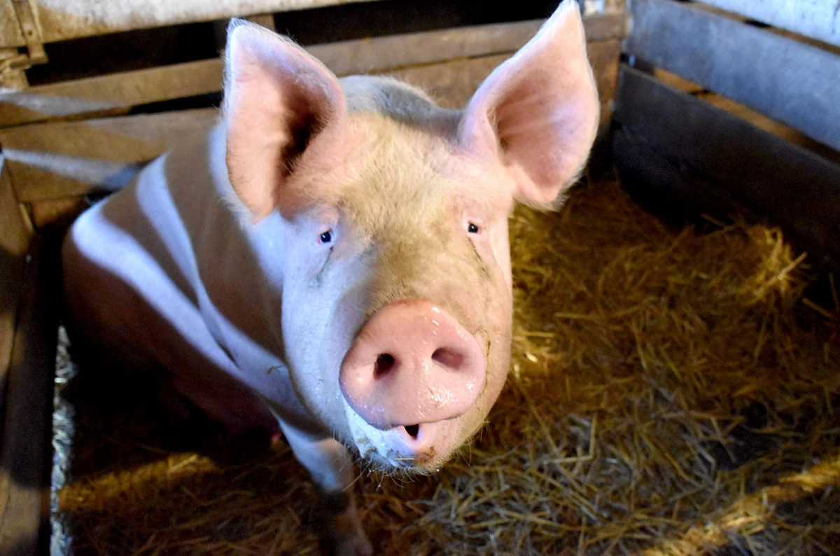 Čuvar tradicije svinojogojstva na Požeškoj gori: Ivan Franekić nastavlja običaj dug tri stoljeća