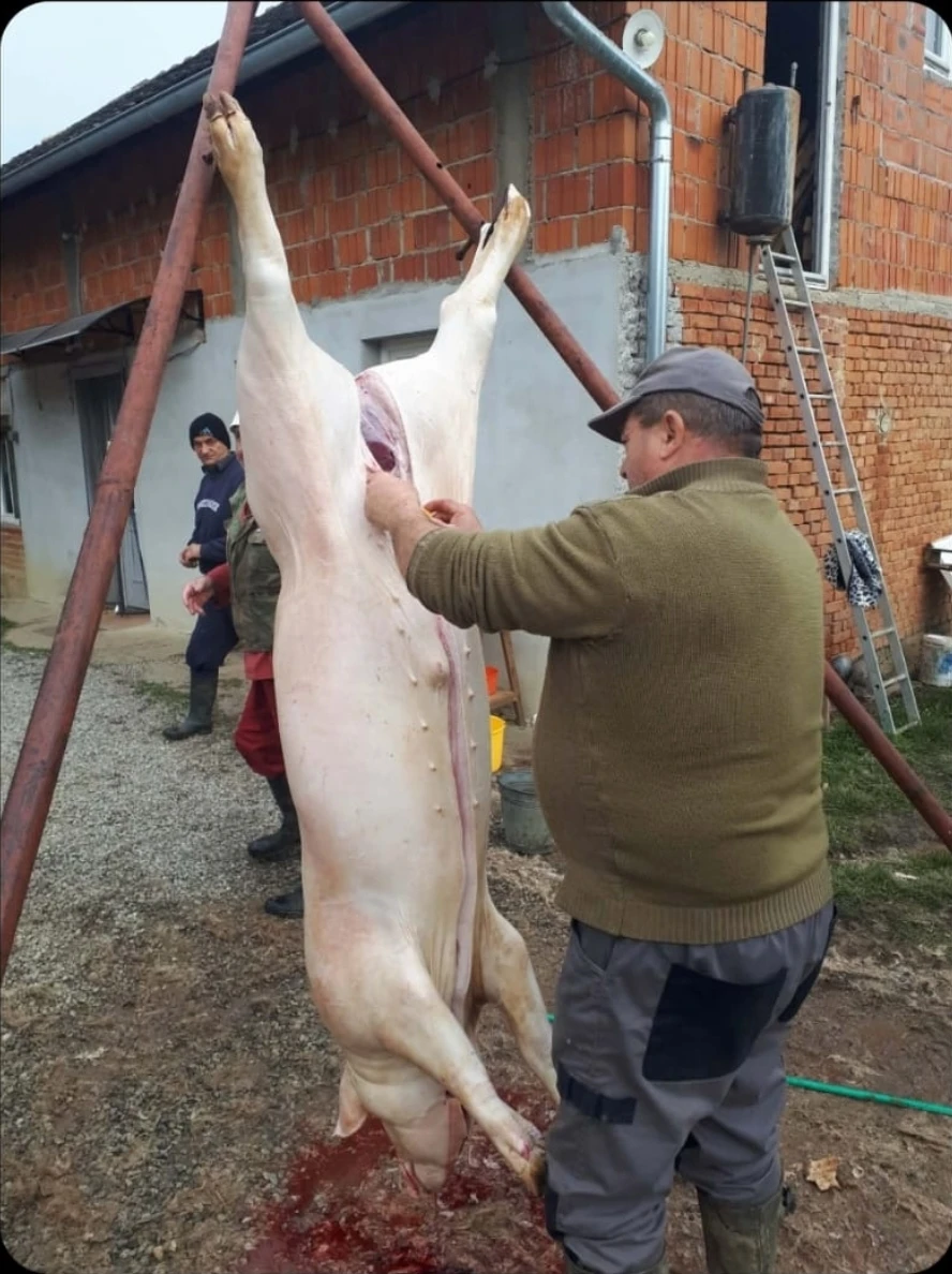 Čuvar tradicije svinojogojstva na Požeškoj gori: Ivan Franekić nastavlja običaj dug tri stoljeća