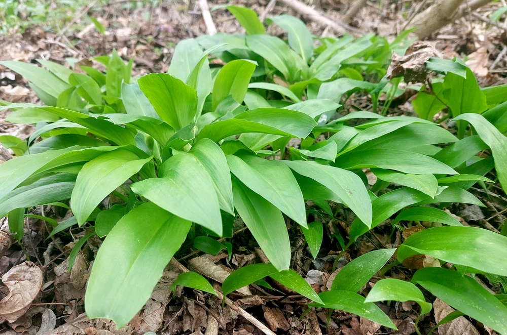 Šumski dragulj na tanjuru: Srimuš je moćni čuvar zdravlja kojeg obožavaju i gurmani