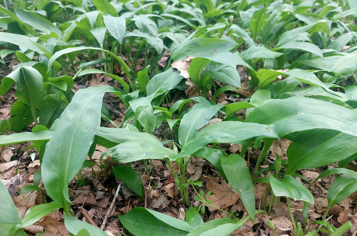 Šumski dragulj na tanjuru: Srimuš je moćni čuvar zdravlja kojeg obožavaju i gurmani