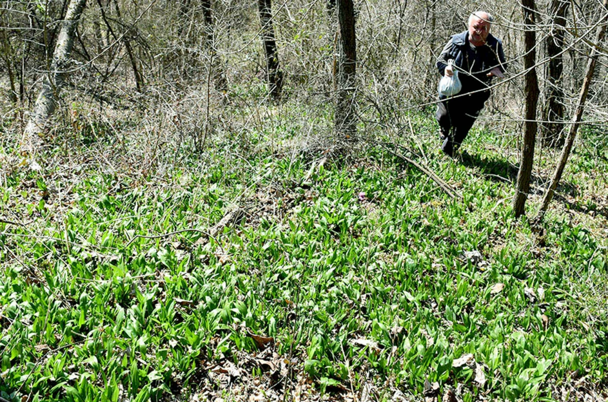 Šumski dragulj na tanjuru: Srimuš je moćni čuvar zdravlja kojeg obožavaju i gurmani