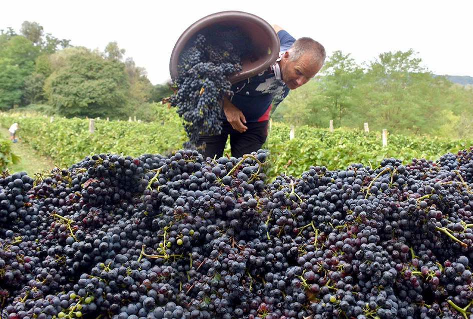 Planinar velikog srca i punih bačvi: Vinkova graševina osvaja srce i dušu