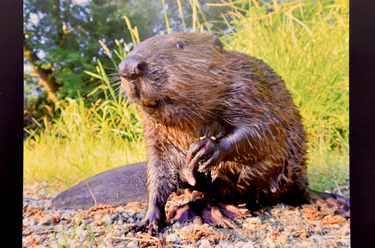 Dabar kao čuvar prirode: Izložba koja podsjeća na važnost očuvanja okoliša