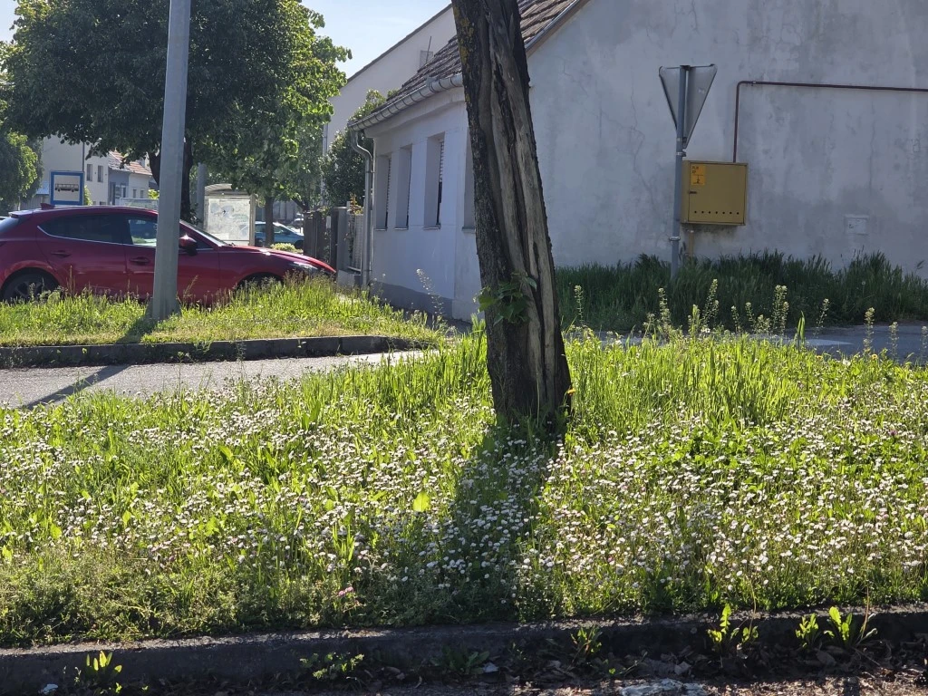 Nepokošena Dubrovačka ulica dočekuje tisuće mladih – slika koja ne priliči Požegi