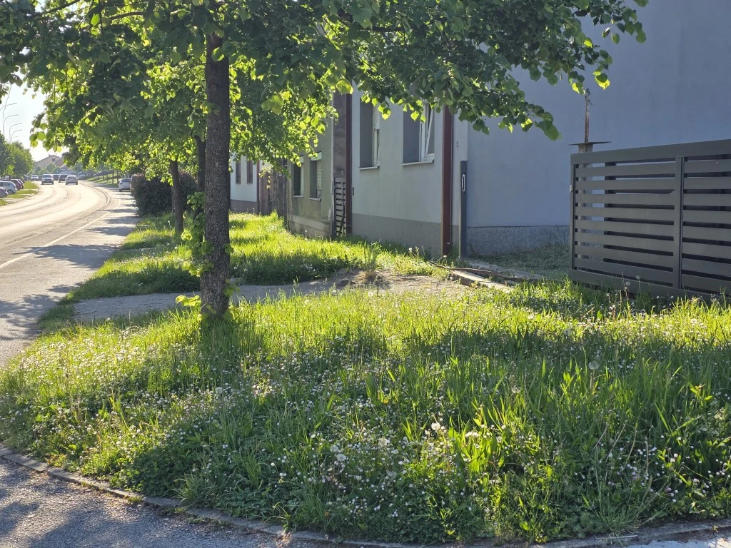 Nepokošena Dubrovačka ulica dočekuje tisuće mladih – slika koja ne priliči Požegi