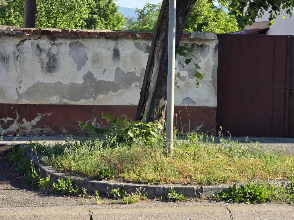 Nepokošena Dubrovačka ulica dočekuje tisuće mladih – slika koja ne priliči Požegi