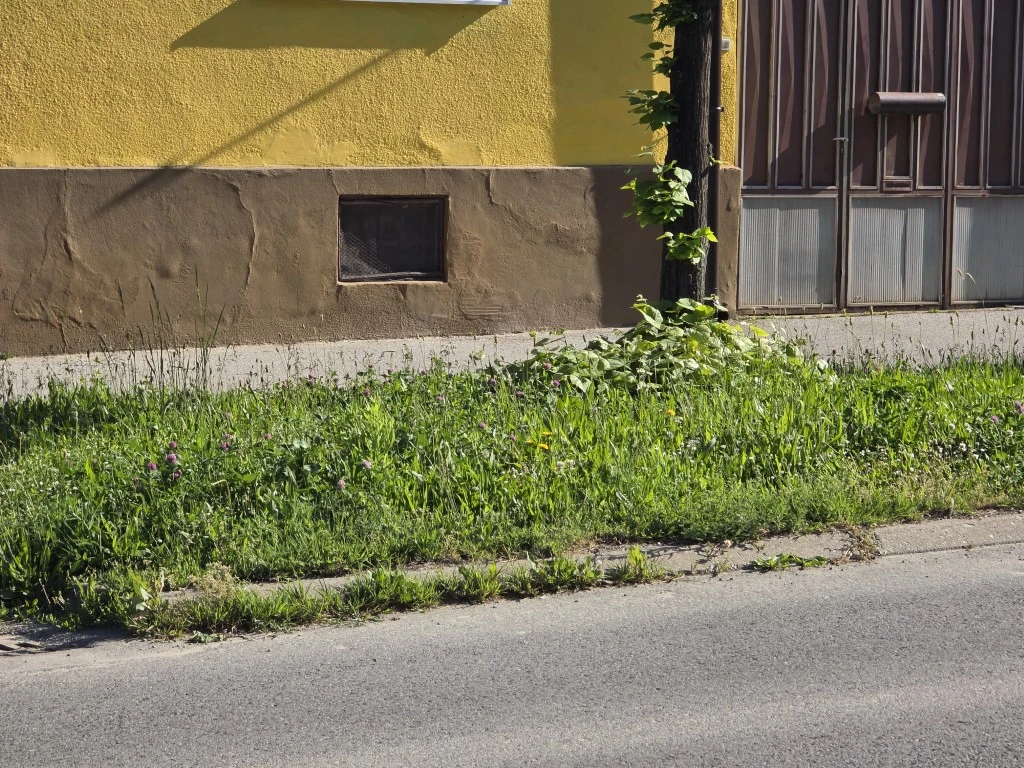 Nepokošena Dubrovačka ulica dočekuje tisuće mladih – slika koja ne priliči Požegi