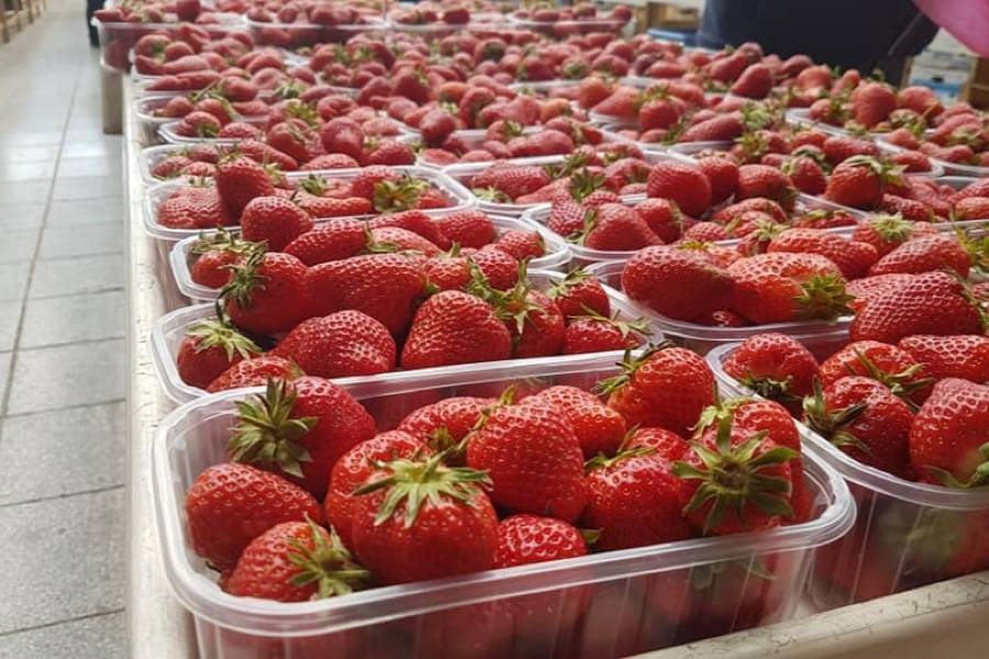 SB Online | KAD NIJE UNIŠTILA KORONA, NETKO ĆE DRUGI: Jednom Slavoncu ukrali čak 100 kilograma jagoda