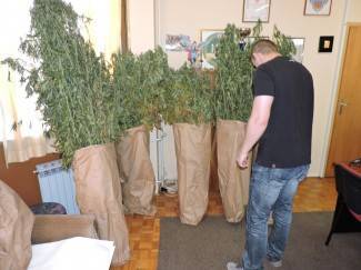 SB Online | Policajci oduzeli 5,6 grama marihuane, dvije biljke indijske konoplje te 6 komada sjemenki indijske konoplje