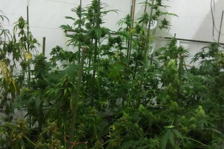SB Online | Policija u slavonskom selu pronašla nezakonitu tvornicu marihuane