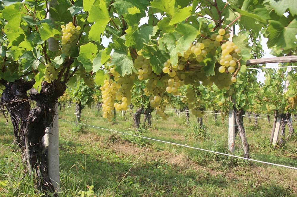 SB Online | FOTO: Press berba u vinogradima vinarije Galić
