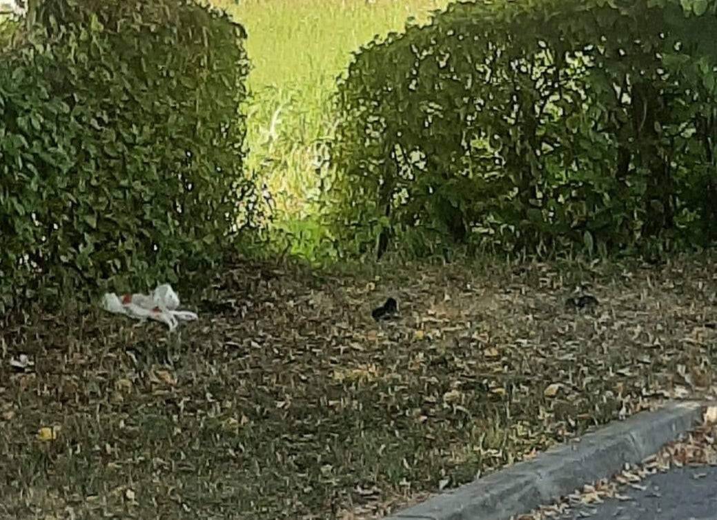 SB Online | UZNEMIRUJUĆ SADRŽAJ: Netko je u Pleternici u vrećicu stavio pet mačića i bacio ih blizu škole, dva su uginula